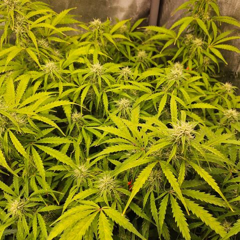 Original Auto Northern Lights growlog timeline photo