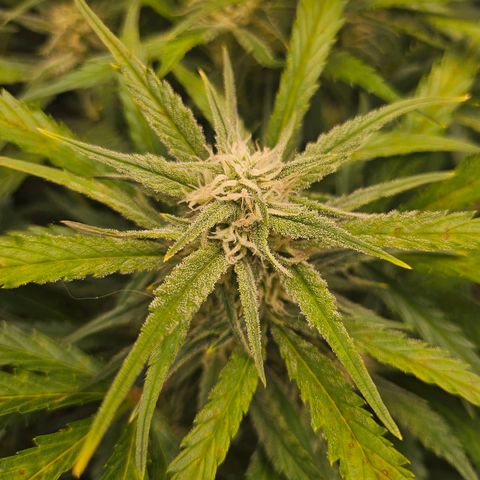 Original Auto BubbleGum growlog timeline photo