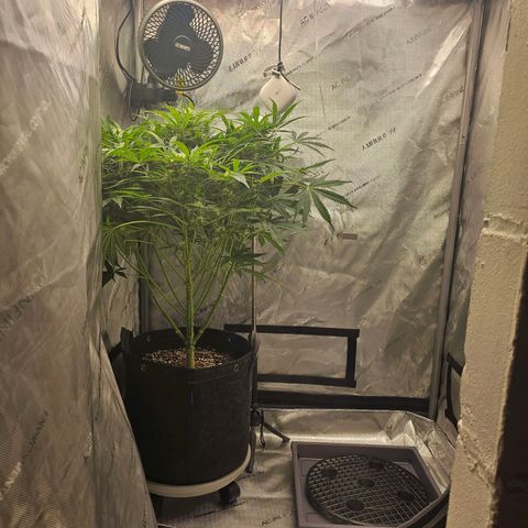 Original Auto BubbleGum growlog timeline photo