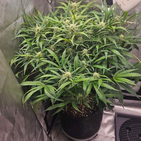 Original Auto BubbleGum growlog timeline photo