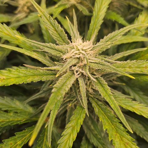 Original Auto BubbleGum growlog timeline photo