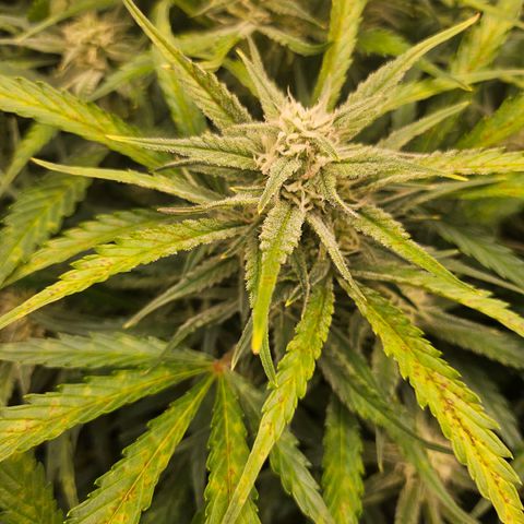 Original Auto BubbleGum growlog timeline photo