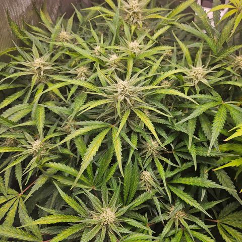 Original Auto BubbleGum growlog timeline photo