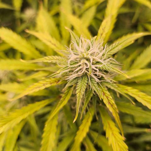 Original Auto Northern Lights growlog timeline photo