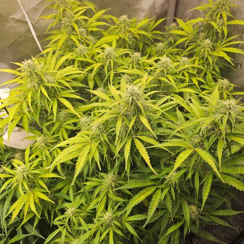 Original Auto Northern Lights growlog timeline photo