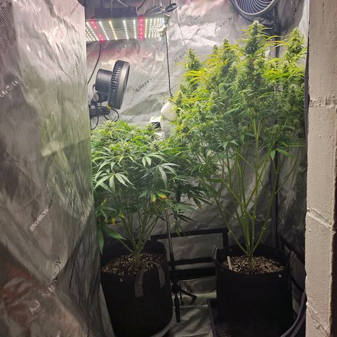 Super Silver Haze pot #1 growlog timeline photo