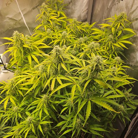 Original Auto Northern Lights growlog photo: Yellowing.  Likely due to soil pH being low. Calcium lockout.  Likely due to too many dunks and not enough top feeds. 