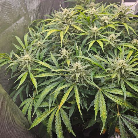 Original Auto BubbleGum growlog timeline photo
