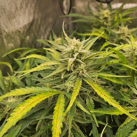 Original Auto BubbleGum growlog timeline photo