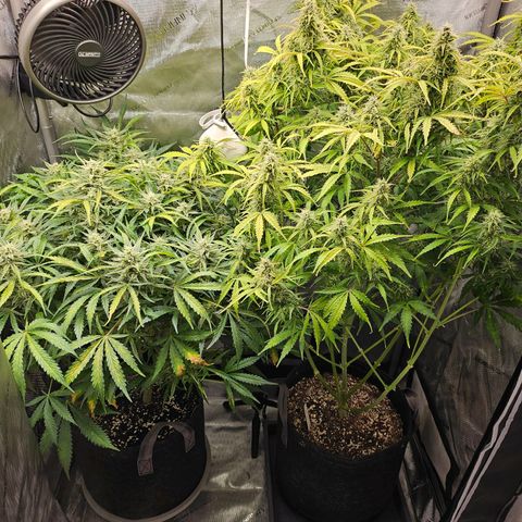 Super Silver Haze pot #1 growlog timeline photo