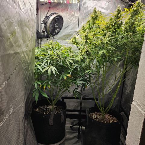 Super Silver Haze pot #1 growlog timeline photo