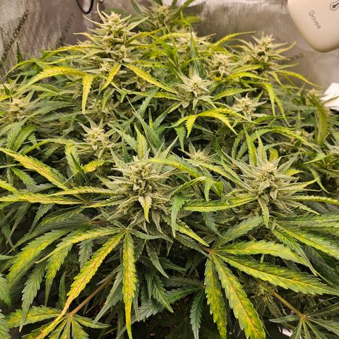 Original Auto BubbleGum growlog timeline photo