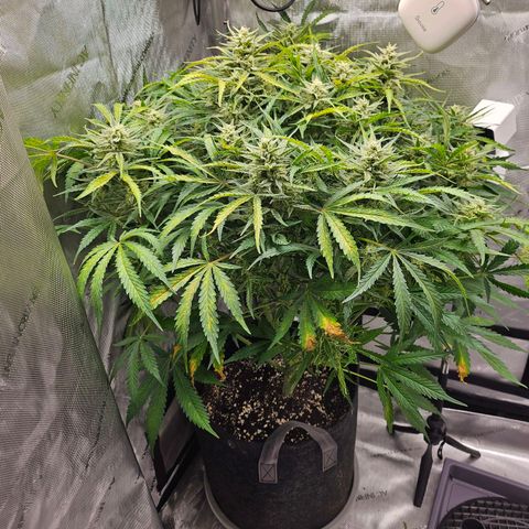 Original Auto BubbleGum growlog timeline photo