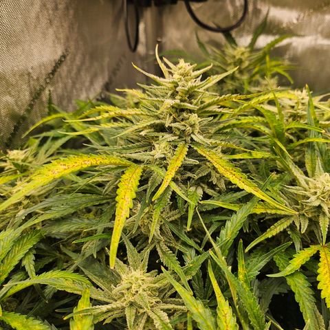 Original Auto BubbleGum growlog timeline photo