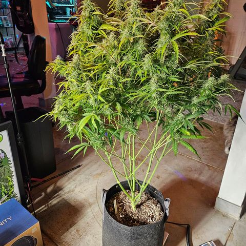 Original Auto Northern Lights growlog timeline photo