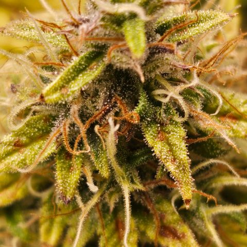 Original Auto Northern Lights growlog timeline photo