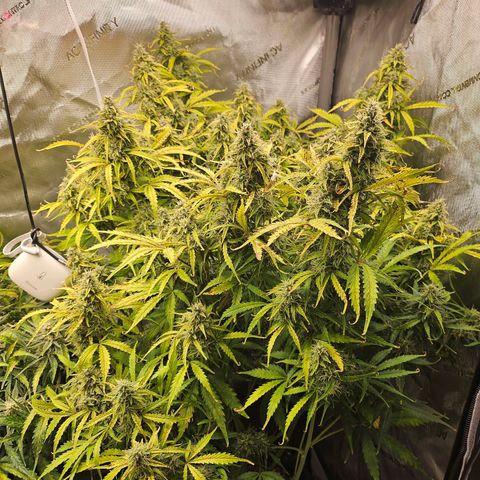 Original Auto Northern Lights growlog timeline photo