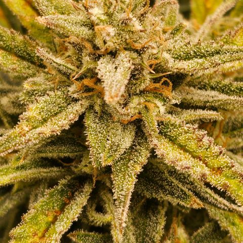 Original Auto BubbleGum growlog timeline photo