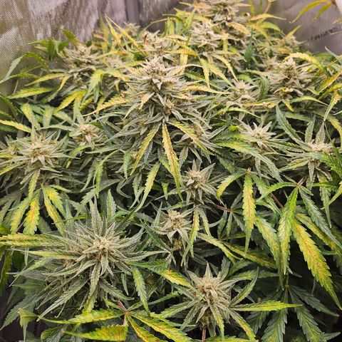 Original Auto BubbleGum growlog timeline photo