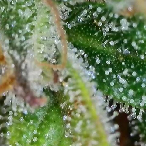 Original Auto Northern Lights growlog timeline photo
