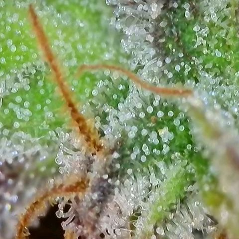 Original Auto Northern Lights growlog timeline photo