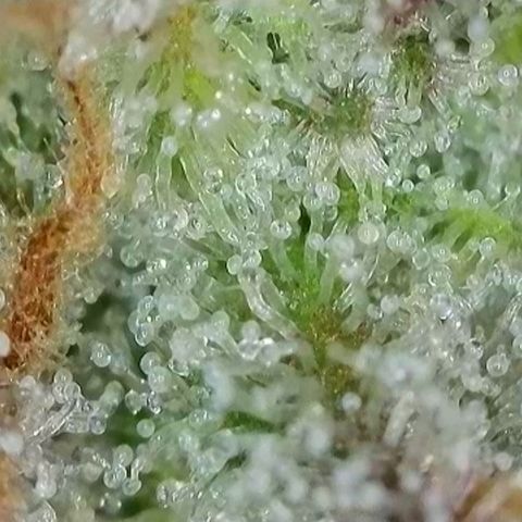 Original Auto BubbleGum growlog timeline photo