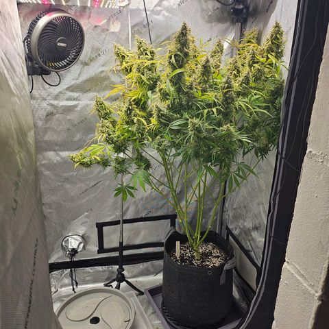 Original Auto Northern Lights growlog timeline photo