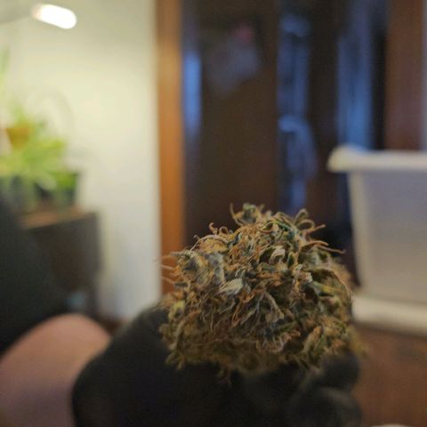 Original Auto Northern Lights growlog timeline photo