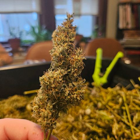Original Auto Northern Lights growlog timeline photo