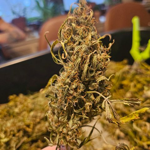 Original Auto Northern Lights growlog timeline photo