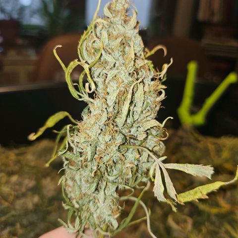 Original Auto Northern Lights growlog timeline photo