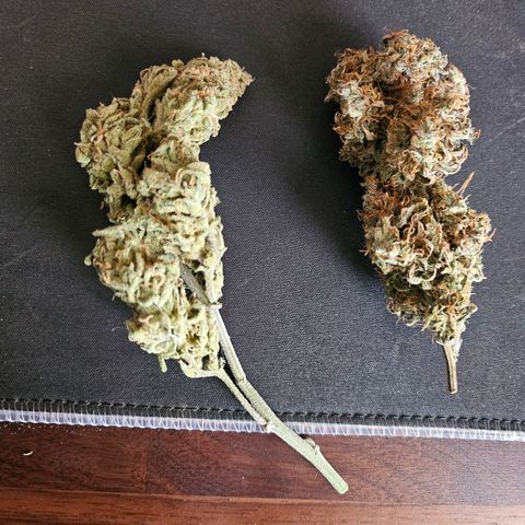Original Auto Northern Lights growlog timeline photo