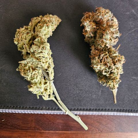 Original Auto Northern Lights growlog timeline photo