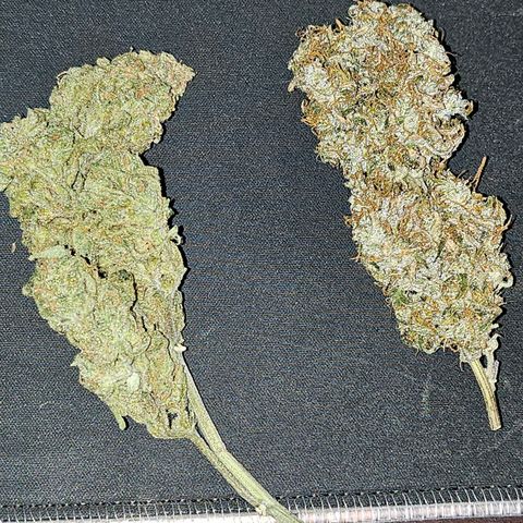 Original Auto Northern Lights growlog timeline photo