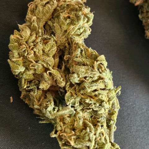 Original Auto BubbleGum growlog timeline photo
