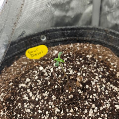 Sour Diesel growlog timeline photo