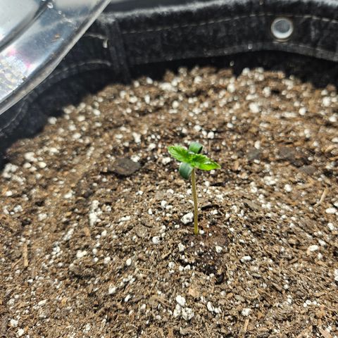 Banana Purple Punch Auto growlog timeline photo