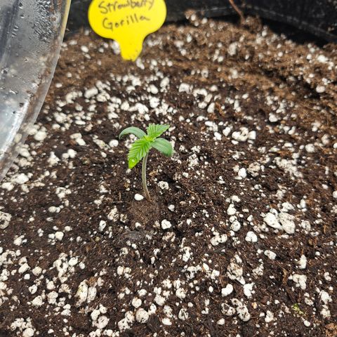 Strawberry Gorilla growlog timeline photo