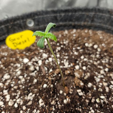 Sour Diesel growlog timeline photo