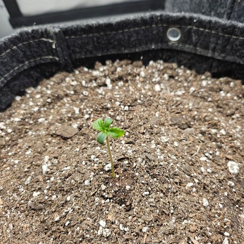 Banana Purple Punch Auto growlog timeline photo