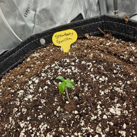 Strawberry Gorilla growlog timeline photo