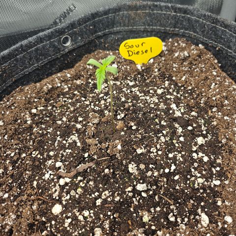 Sour Diesel growlog timeline photo