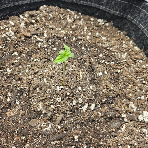 Banana Purple Punch Auto growlog timeline photo