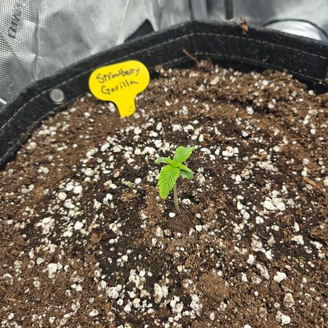 Strawberry Gorilla growlog timeline photo