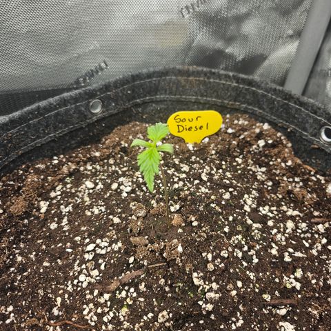 Sour Diesel growlog timeline photo