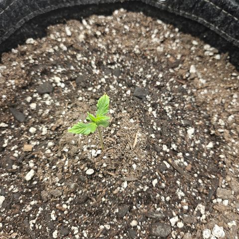 Banana Purple Punch Auto growlog timeline photo