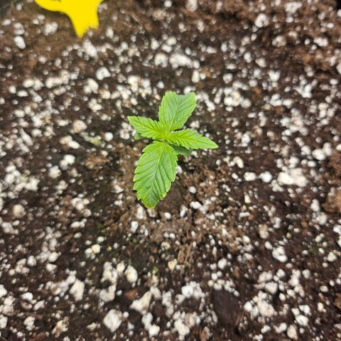 Strawberry Gorilla growlog timeline photo