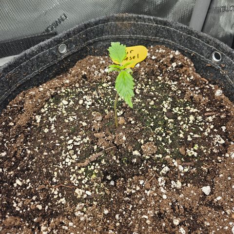 Sour Diesel growlog timeline photo
