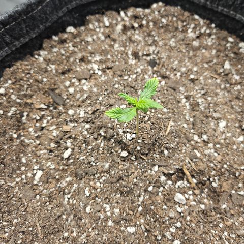 Banana Purple Punch Auto growlog timeline photo
