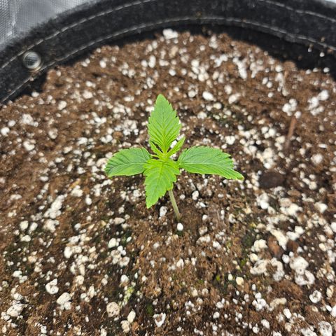 Strawberry Gorilla growlog timeline photo